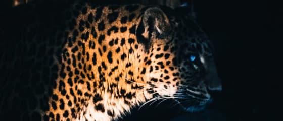 „Yggdrasil Partners“ „ReelPlay“ išlaisvins „Bad Dingo“ „Jaguar SuperWays“
